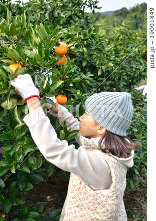 みかん狩りをする女の子 19001849