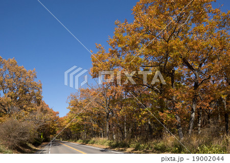 紅葉した那須街道 19002044