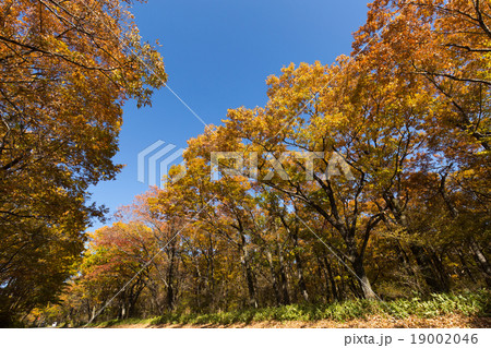 紅葉した那須街道 紅葉した那須街道 19002046
