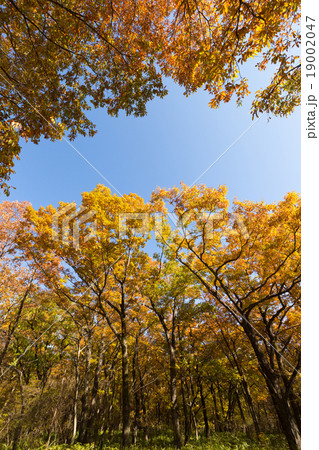 紅葉した那須街道 紅葉した那須街道 19002047