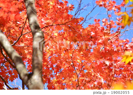 紅葉したもみじ 19002055