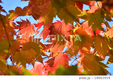 空を覆うモミジ 19002059