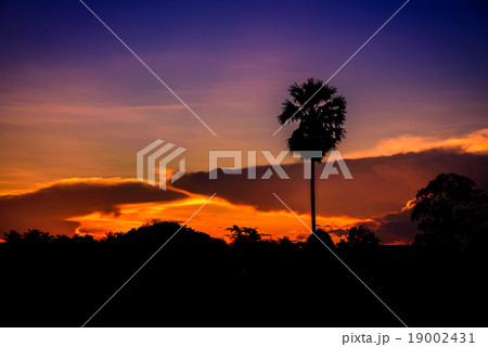 Silhouette sugar palm trees at twilight time 19002431