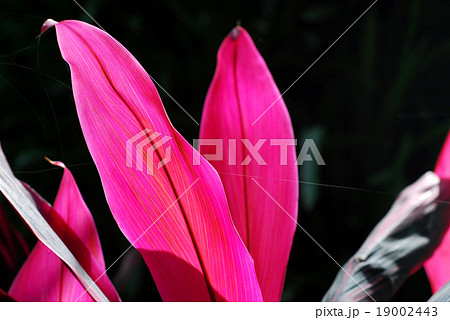 The colorful autumn leafs with spider web outdoor 19002443