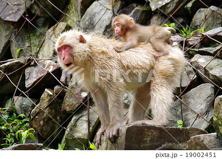 年賀状用猿画像の写真素材