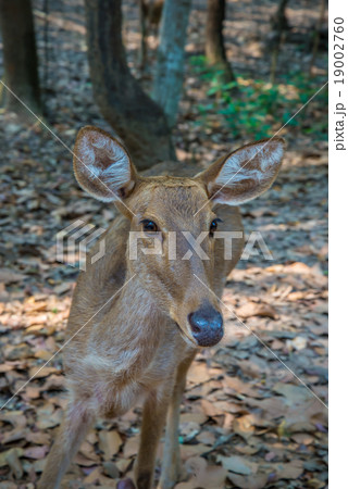 Deer in the zoo. 19002760