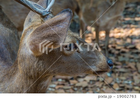 Deer in the zoo. 19002763