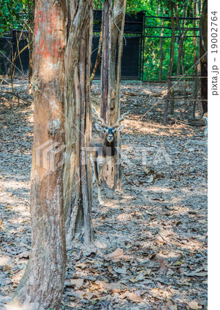 Deer in the zoo. 19002764
