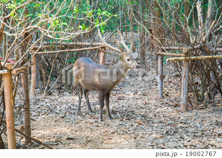 Deer in the zoo. 19002767