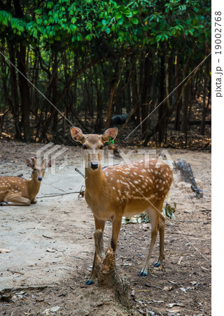 Deer in the zoo. Deer in the zoo. 19002768
