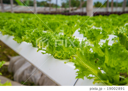 Organic vegetables 19002891