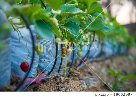 strawberry strawberry 19002997