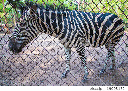 zebra in the zoo. zebra in the zoo. 19003172
