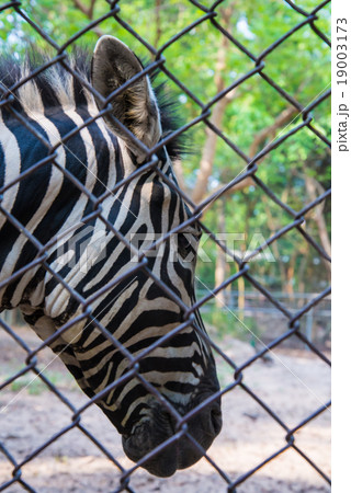 zebra in the zoo. zebra in the zoo. 19003173