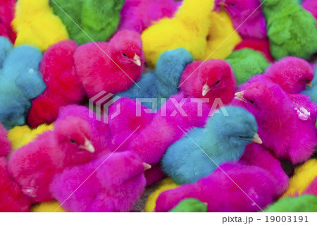 lovely, colorful painted chicks 19003191