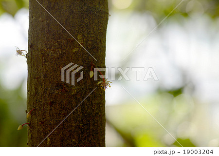 カカオの花 カカオの花 19003204