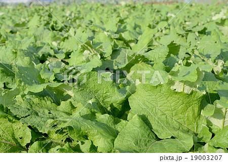 ゴボウの葉 ゴボウの葉 19003207