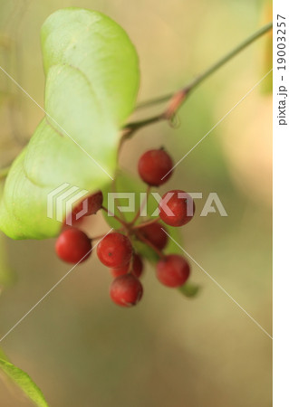 自然　植物　サルトリイバラ、「猿が絡まって捕らえられる」という名前。鉤になったトゲがあります 19003257