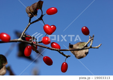 自然 植物 サンシュユ、初冬の青空に赤い実が映えます 自然 植物 サンシュユ、初冬の青空に赤い実が映えます 19003313