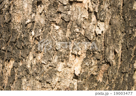 Burma padauk bark texture 19003477