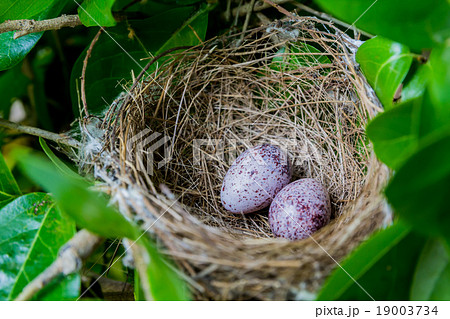 A nest filled with two bird eggs. A nest filled with two bird eggs. 19003734