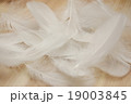 白い羽根 19003845