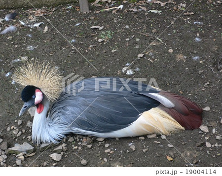 鳥 19004114