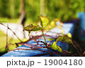 植物 工場 プランツ 19004180
