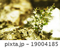 植物 工場 プランツ 19004185