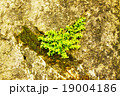 植物 工場 プランツ 19004186
