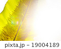 胞子 胞子穂 植物 19004189