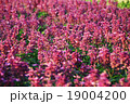 花畑 赤色 赤 19004200