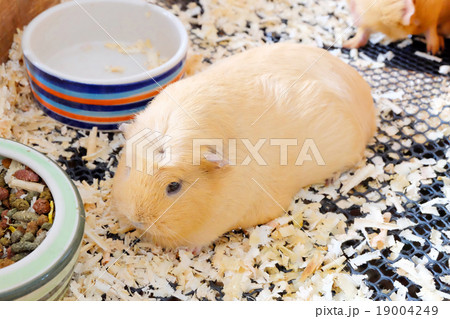 Hamster Hamster 19004249