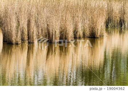 reed refection reed refection 19004362