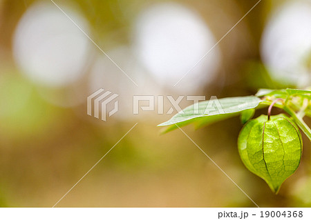 Chinese lantern plant 19004368