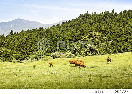 高森町の放牧風景 高森町の放牧風景 19004728