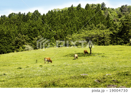 高森町の放牧風景 19004730