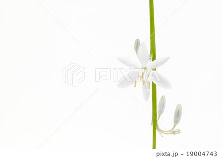 Anthericum liliago 19004743