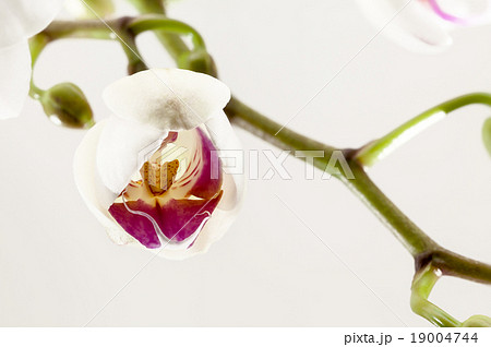 orchid 19004744