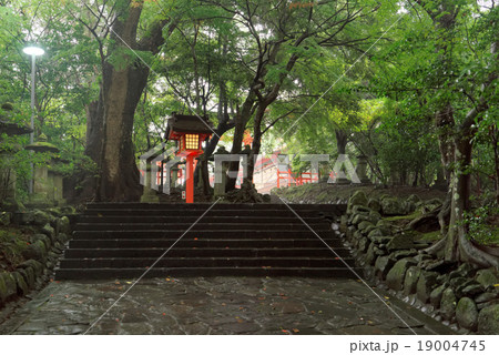 宇佐神宮参道 19004745