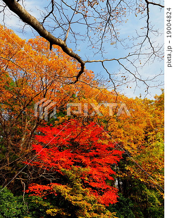 久住高原ロードパーク 紅葉 久住高原ロードパーク 紅葉 19004824