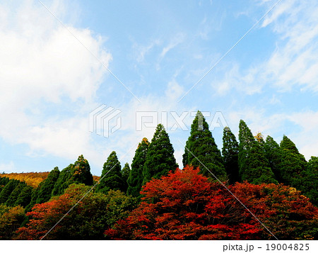 久住高原ロードパーク 紅葉 久住高原ロードパーク 紅葉 19004825