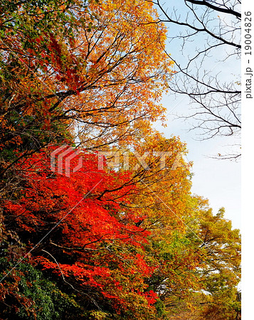 久住高原ロードパーク 紅葉 久住高原ロードパーク 紅葉 19004826