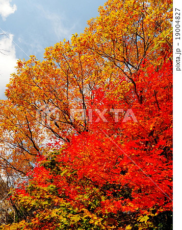 久住高原ロードパーク 紅葉 久住高原ロードパーク 紅葉 19004827