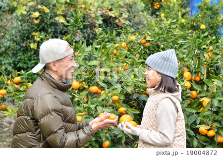 みかん狩りを楽しむ親子 19004872