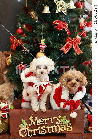 犬 トイプードル クリスマスツリーの写真素材