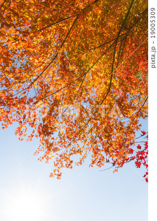 紅葉したカエデ 19005309