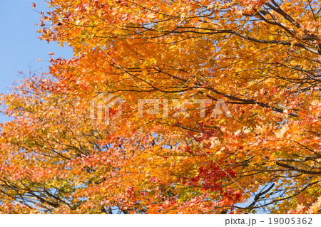 紅葉したカエデ 19005362