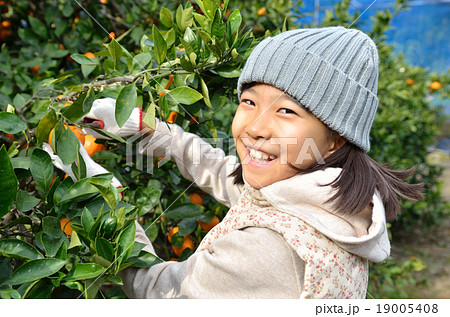 みかん狩りをする女の子 みかん狩りをする女の子 19005408