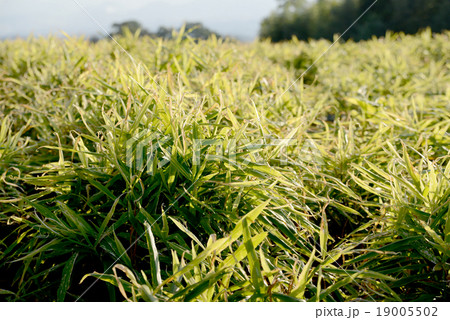 ショウガ畑 19005502